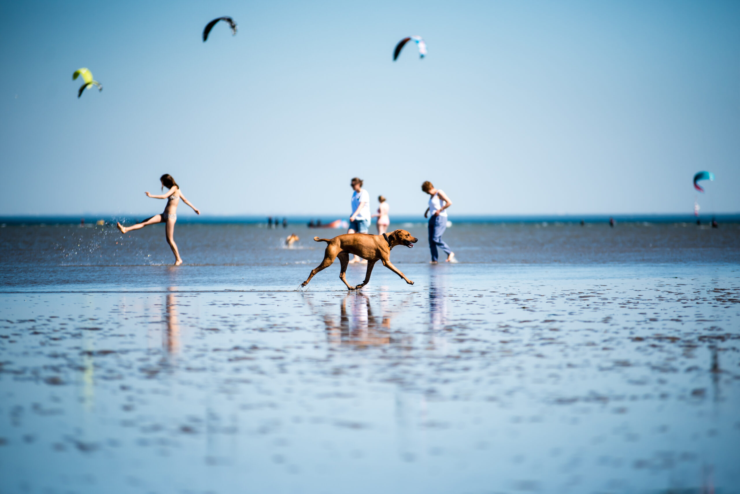 Hundestrand an der Nordsee – in Dorum-Neufeld mit Freilauf!